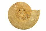 Jurassic Ammonite (Hildoceras?) Fossil - Morocco #289718-1
